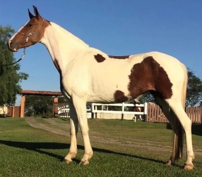 Égua mangalarga marchador registrada pampa marcha picada - Foto 3