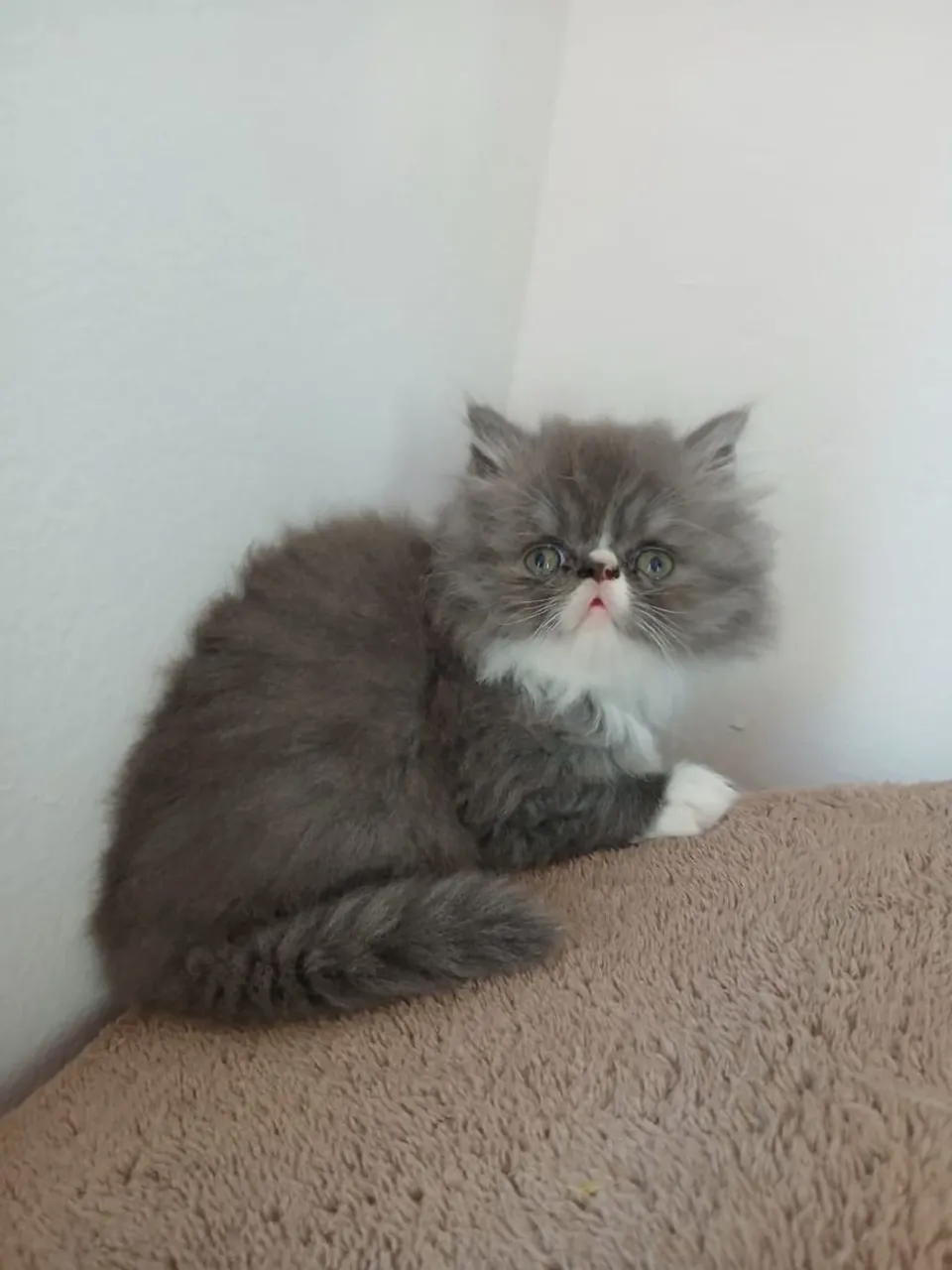 Filhote de Gato Persa Cinza e Branco - Pelúcia!