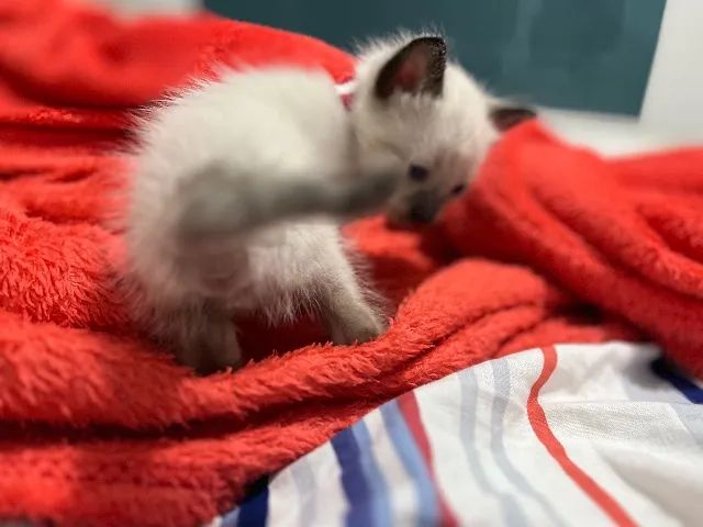 Doação gato macho, vermifugo e castração inclusas - Foto 3