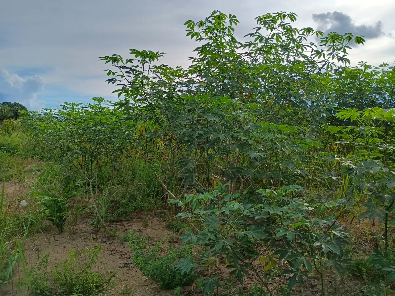 Vende-se terreno medindo 10×27 no distrito de triunfo por 8.000