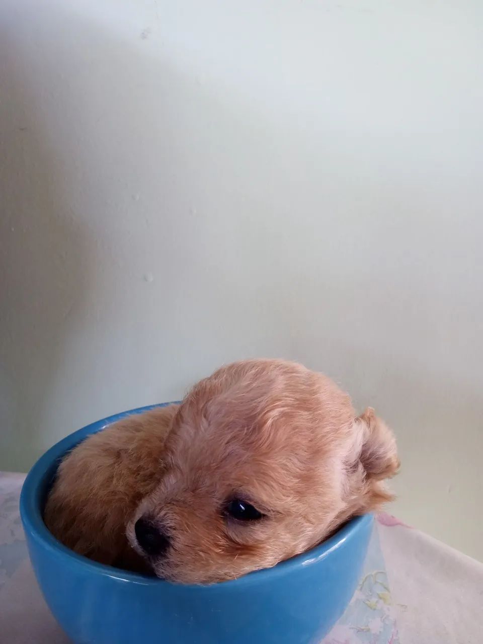 Filhote de Poodle Mini Toy - Fofo e Charmoso! - Foto 5