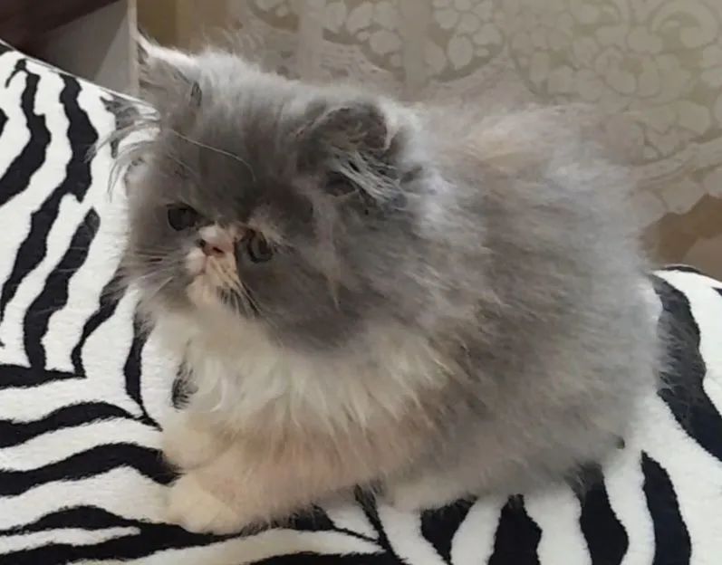 GATINHA PERSA TRICOLOR - Foto 4