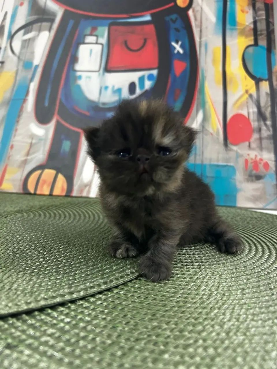 Filhote de Gato Persa 