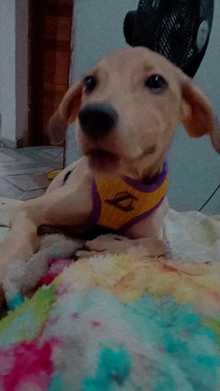 Cachorro SRD pra adoção  - Foto 2
