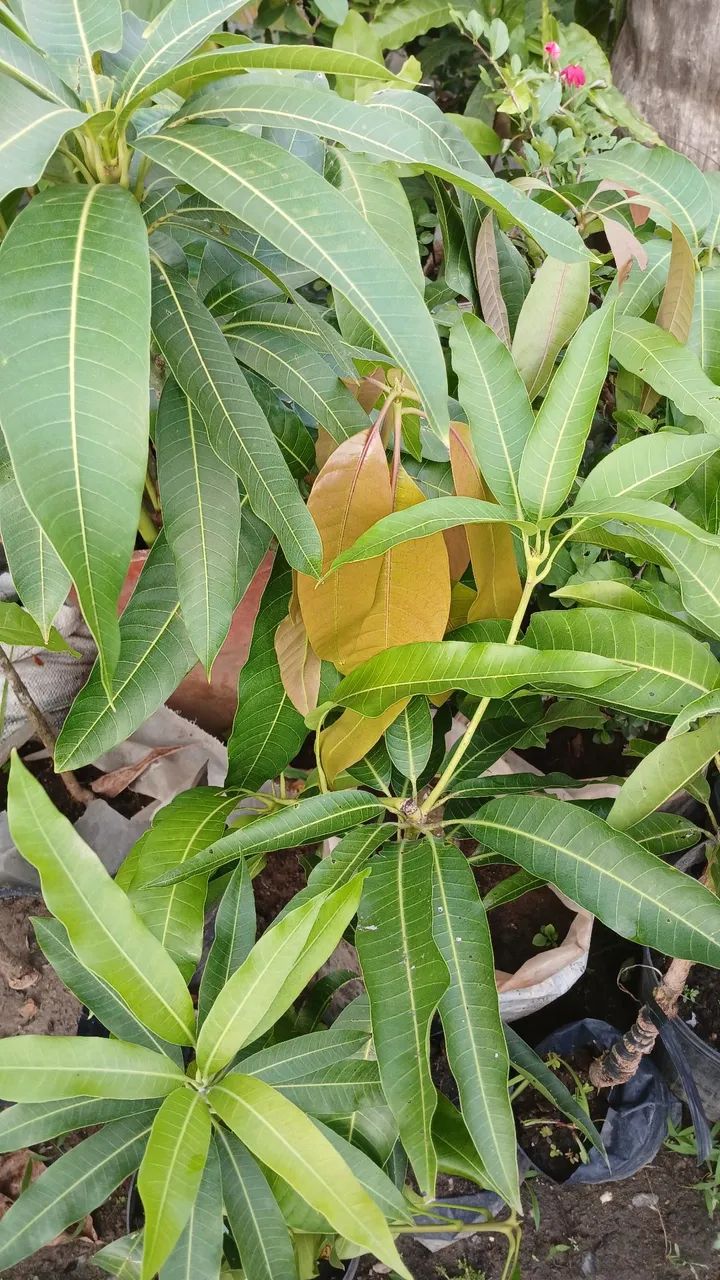 Manga enxertada produzindo  - Foto 3