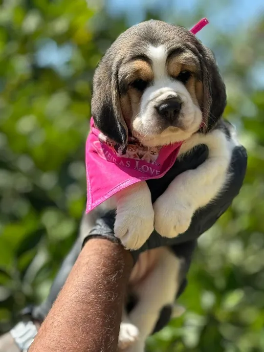 Beagle Fêmea - Fofura em pequeno porte