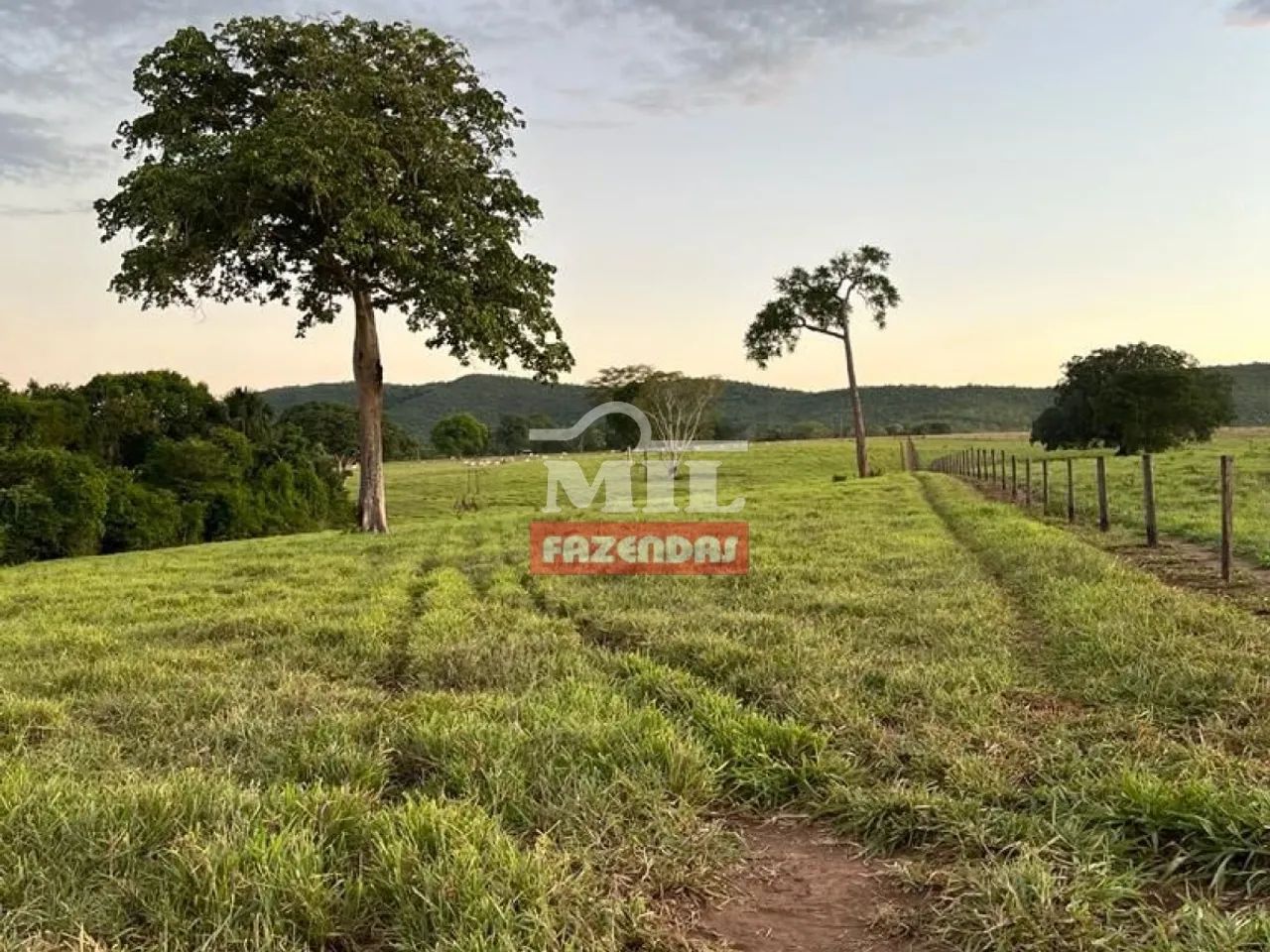 Fazenda 100 Alqueires (484 Hectares) Porangatu - GO - Foto 2