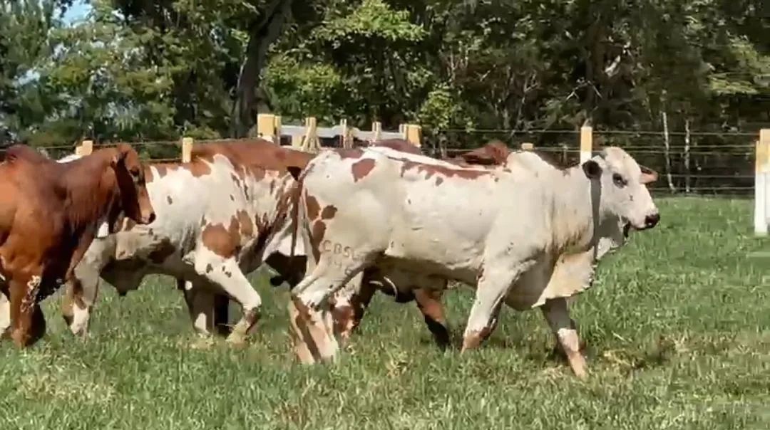 Nelore Pintado - Foto 2