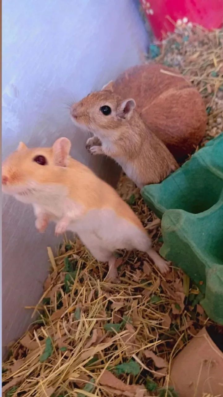 Gerbil do amor 64319183549698121