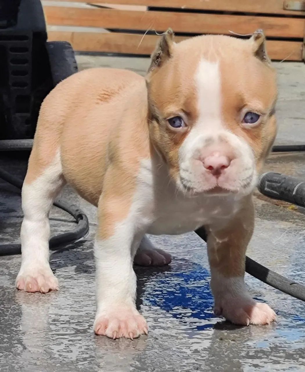 Filhotes PitMonster  - Foto 6