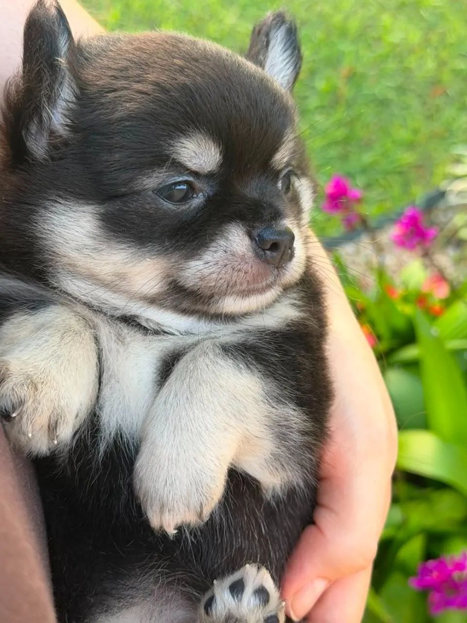 cachorro - Foto 3
