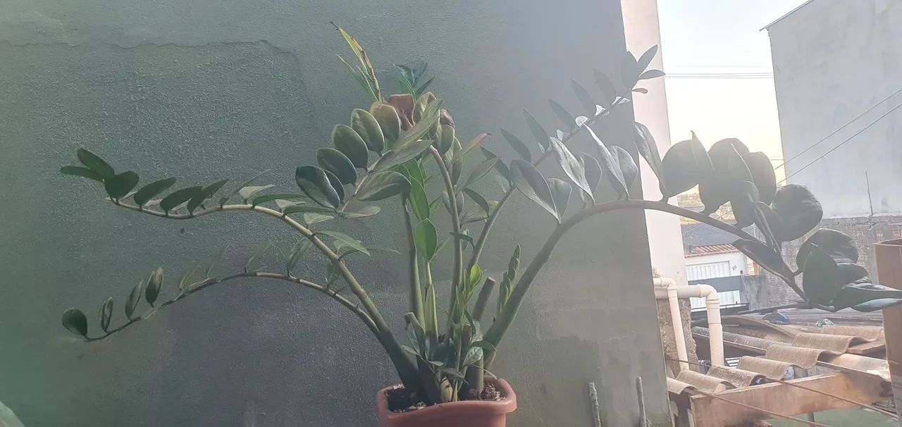 Plantas - Foto 2