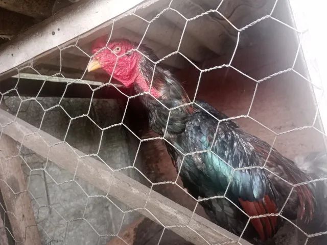 Vendo Galos e Frangos 