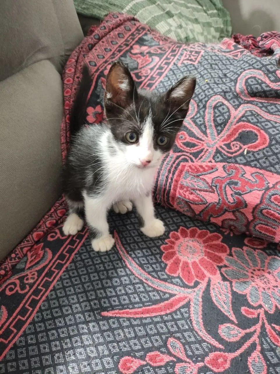 Doação Gatinho Macho 