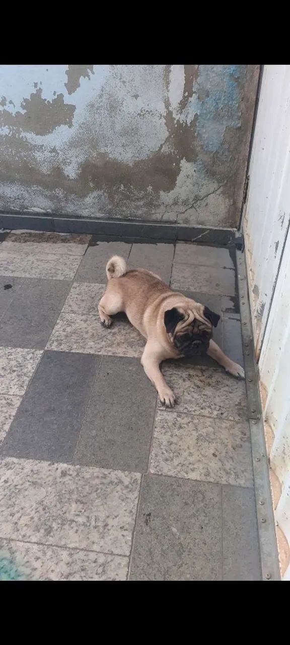 Pug 