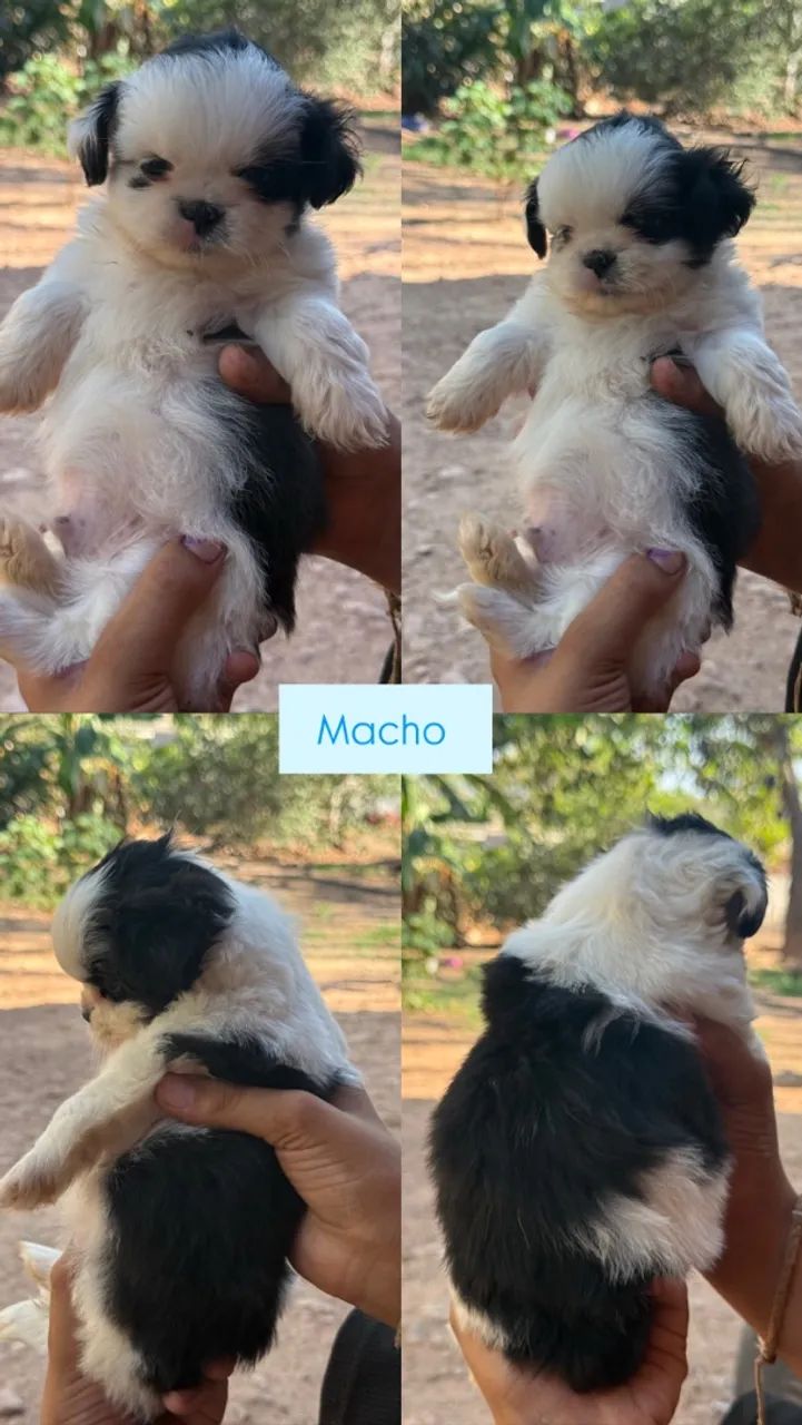 Filhotes shihtzu  - Foto 5