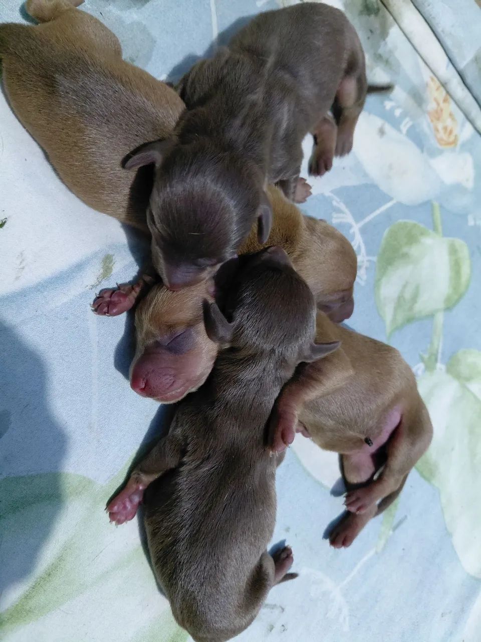 Cachorrinhos dachshund 
