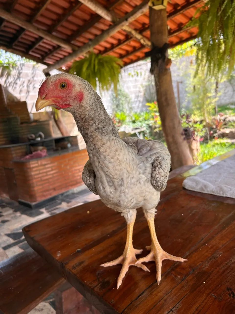 Frango caipira 