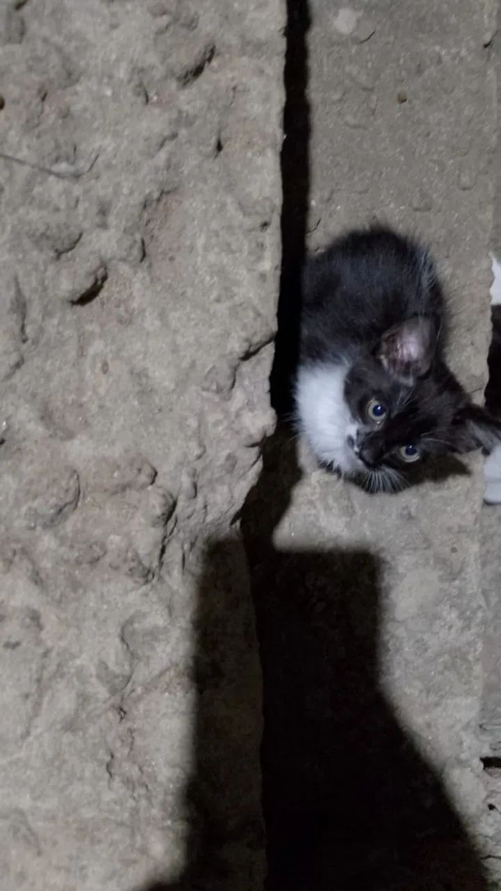 Gato - Foto 3
