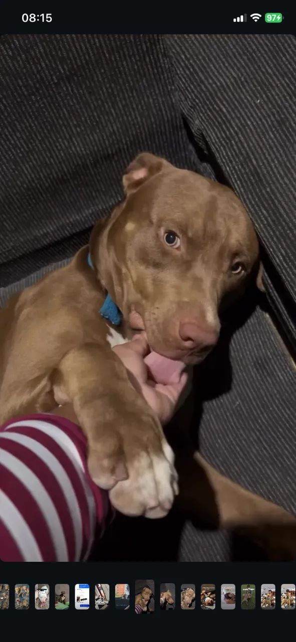 Pitbull