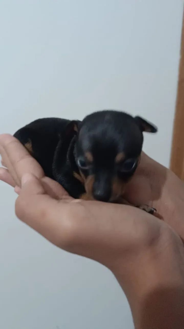 Vendo Pincher Macho e fêmeas - Foto 4