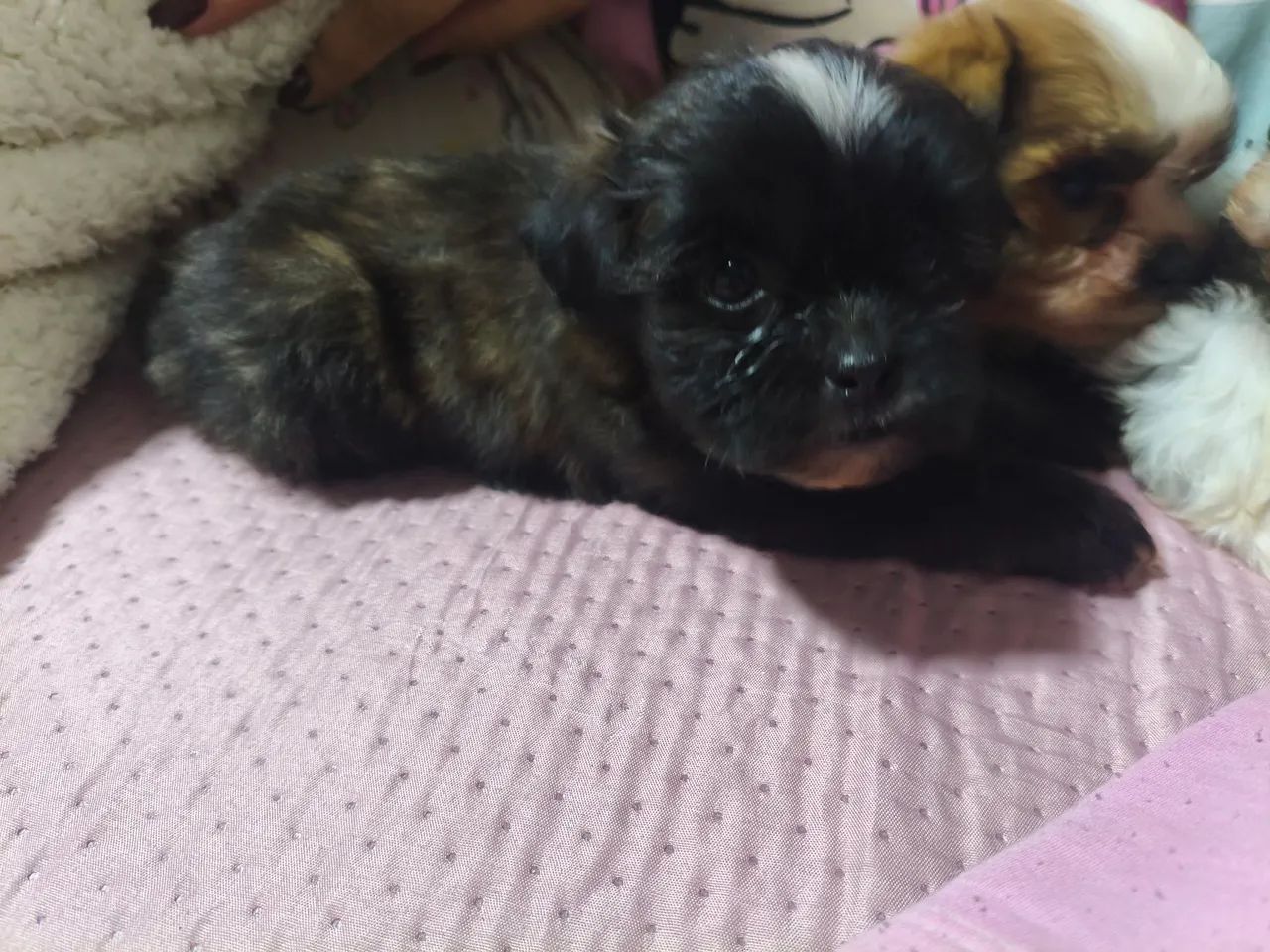 Cachorro  - Foto 2