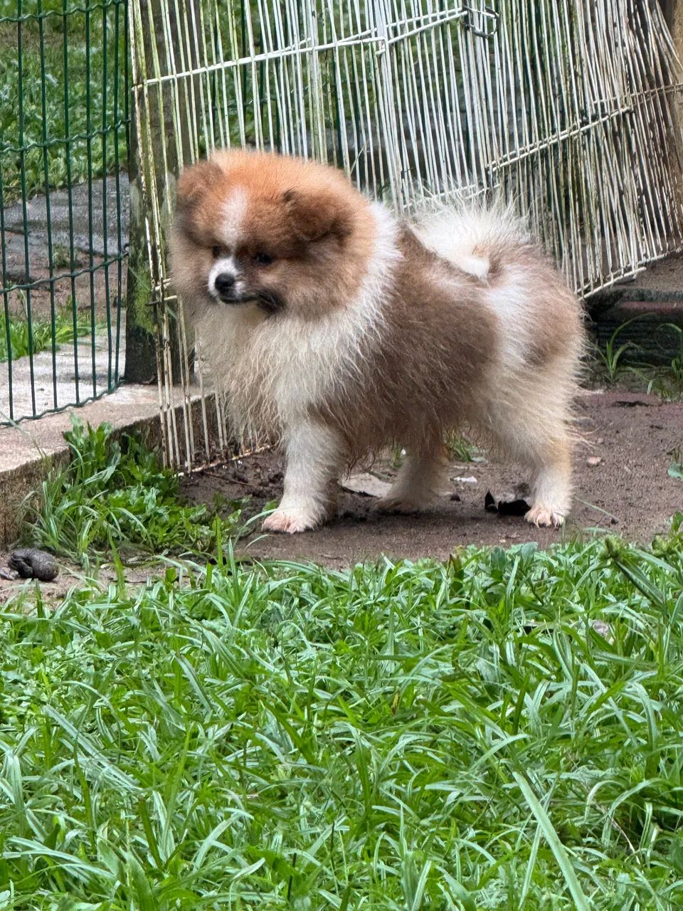 Spitz alemão anão 