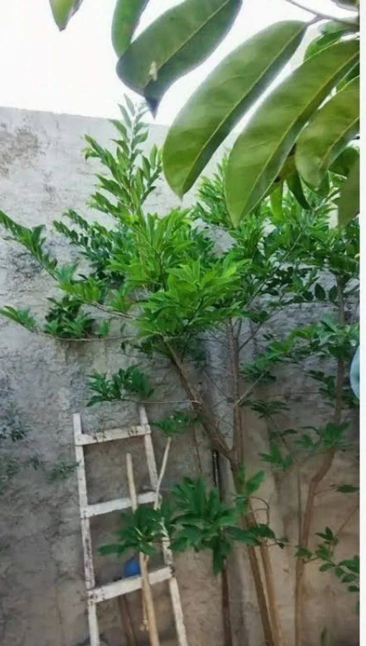 Mudas de Pinhas - Foto 4
