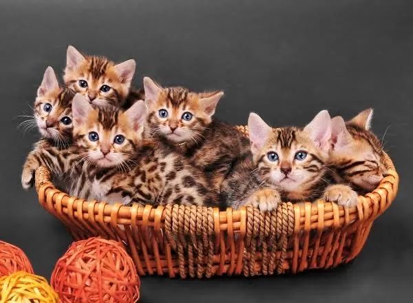 Bengal 