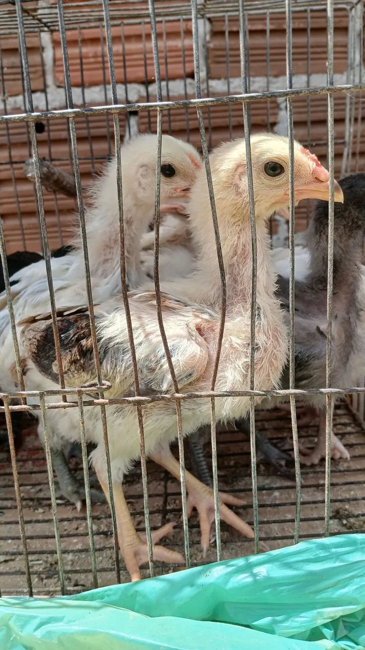 Vendo lote com nove pintinhos machos caipira original 