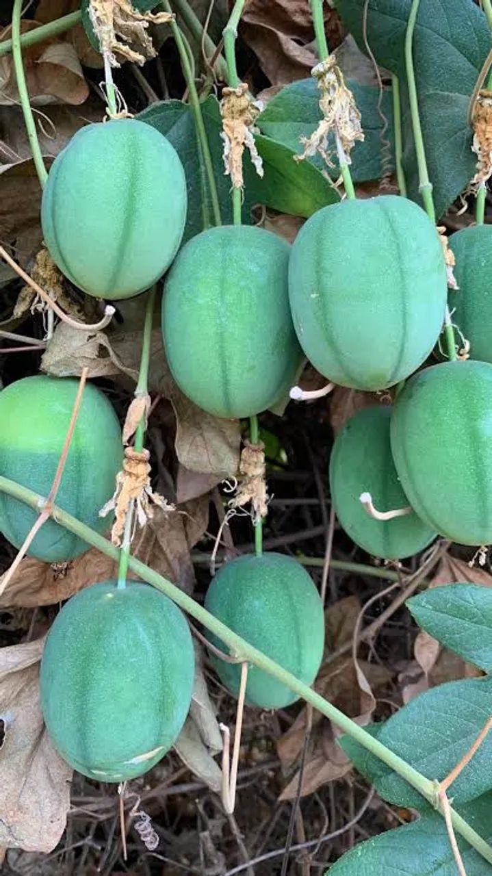 Mudas de Maracujá Pérola do Cerrado - Foto 3