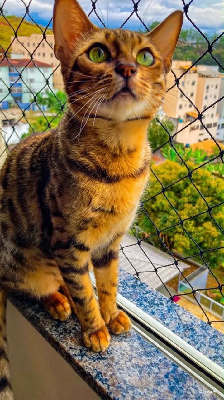 Gato Bengal