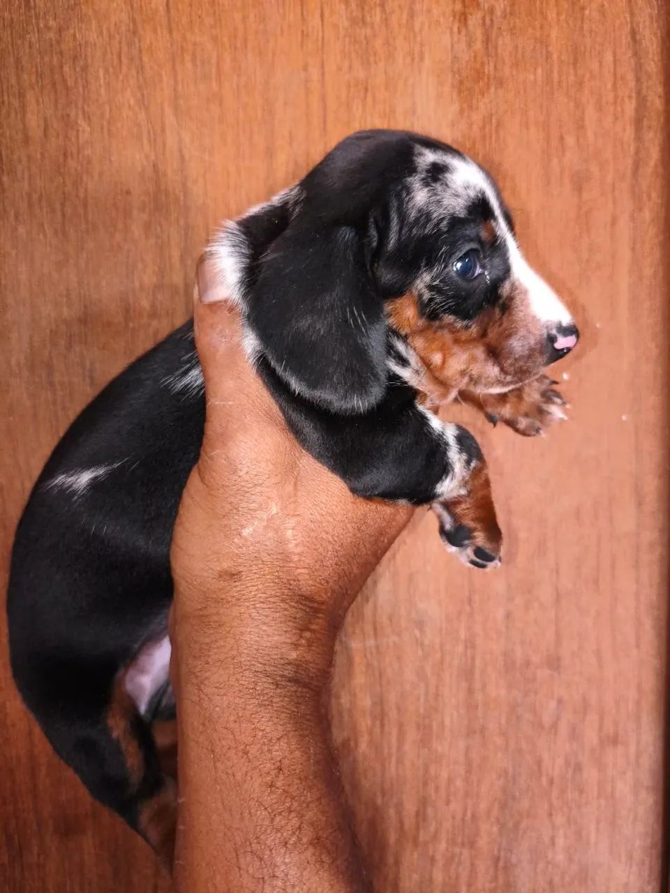 Salchicha macho  - Foto 4
