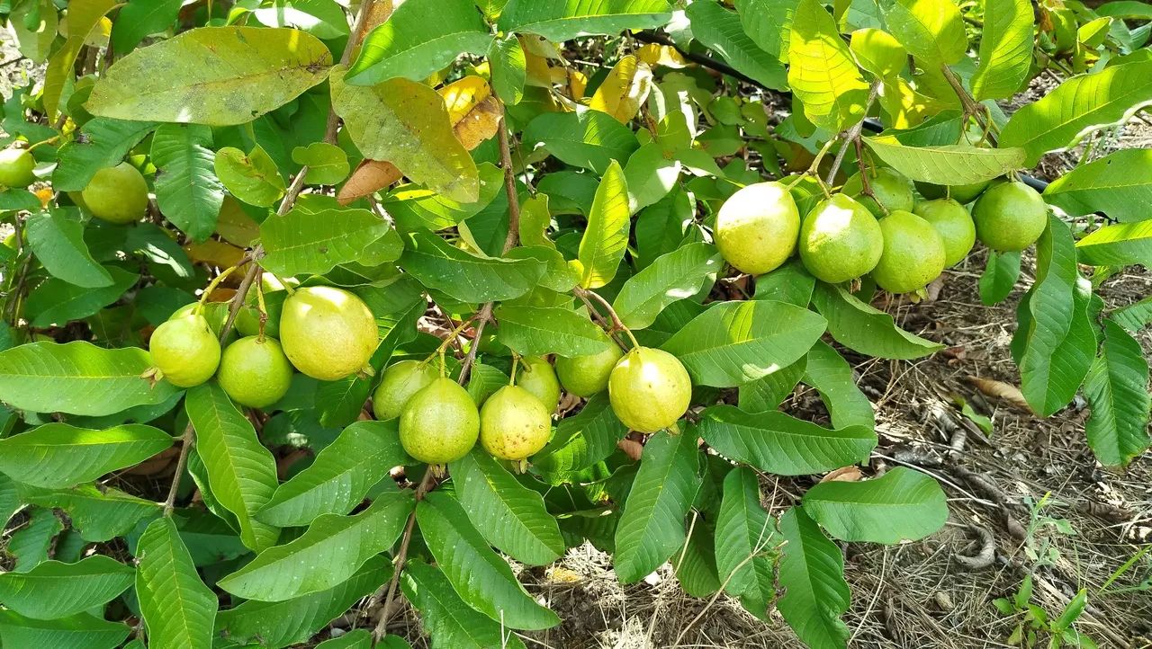 Mudas de Goiaba enxertada