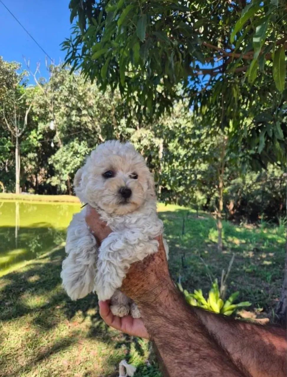Poodle com 48 dias vacinada 