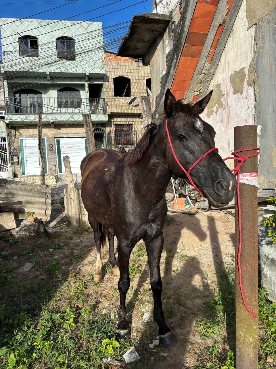 Égua preta  - Foto 4