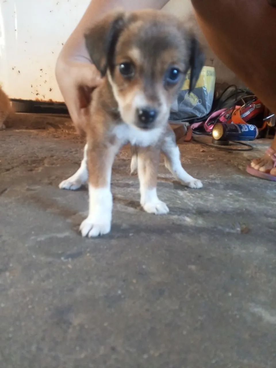Cachorro 