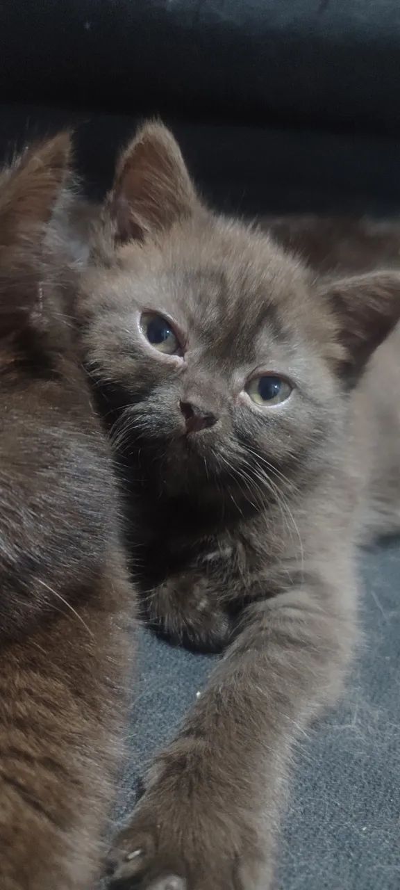 Gata persa exótico chocolate (Cor Rara) 56 dias