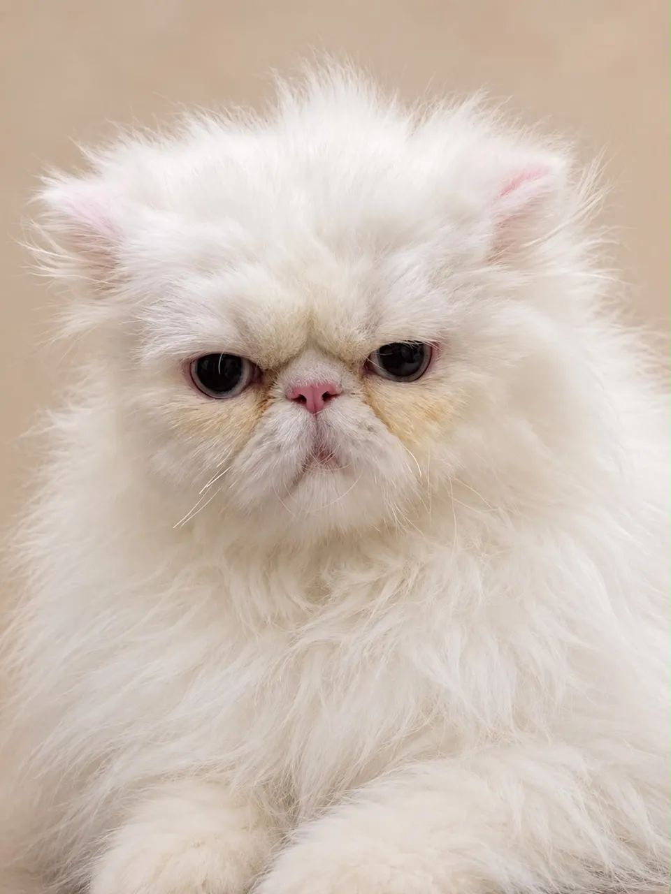 Procura-se NAMORADO para gata ! Pode ser Scottish fold ou persa  - Foto 3