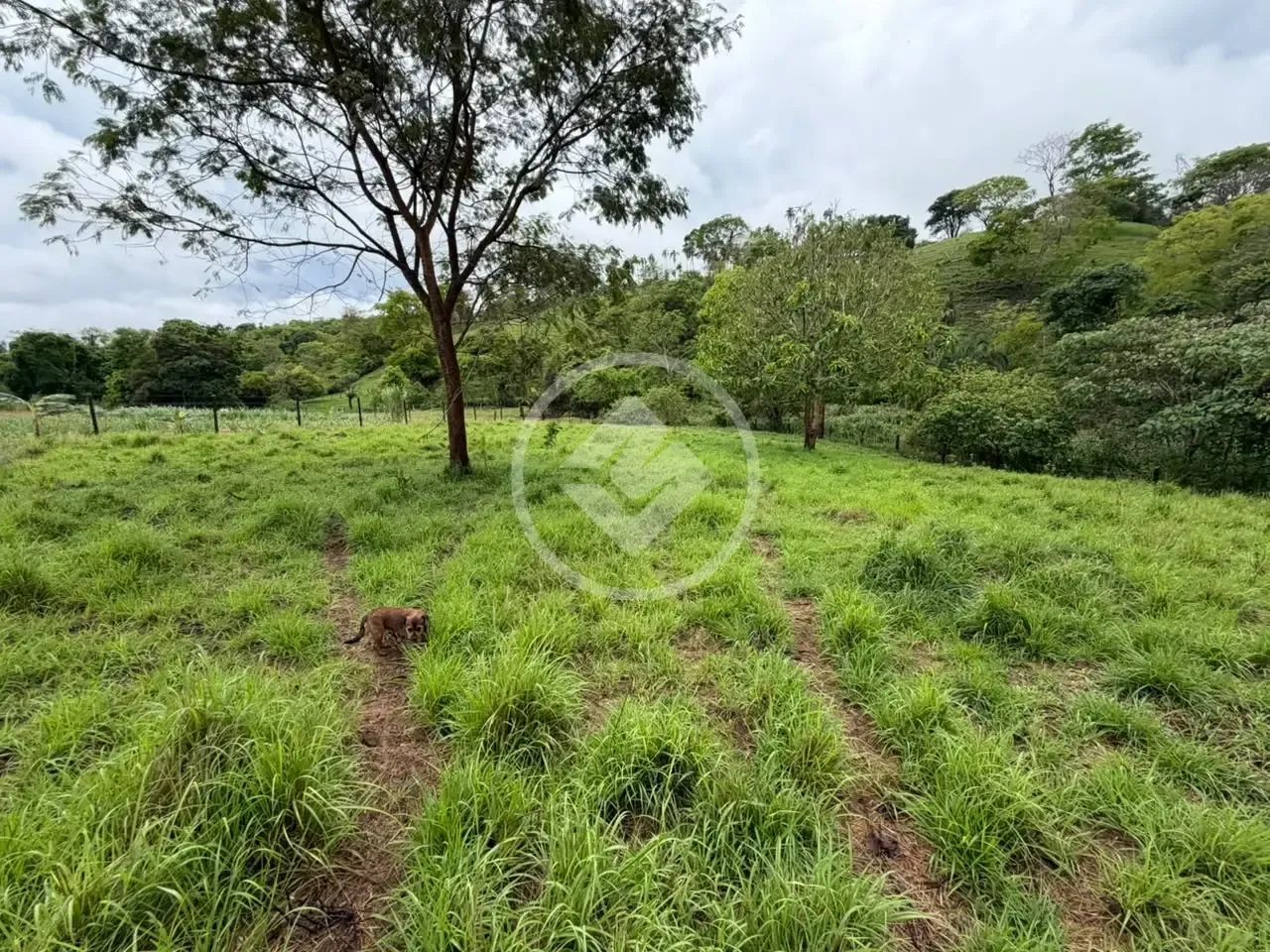 CHÁCARA EM BRAZABRANTES GO codigo: 384050 - Foto 3