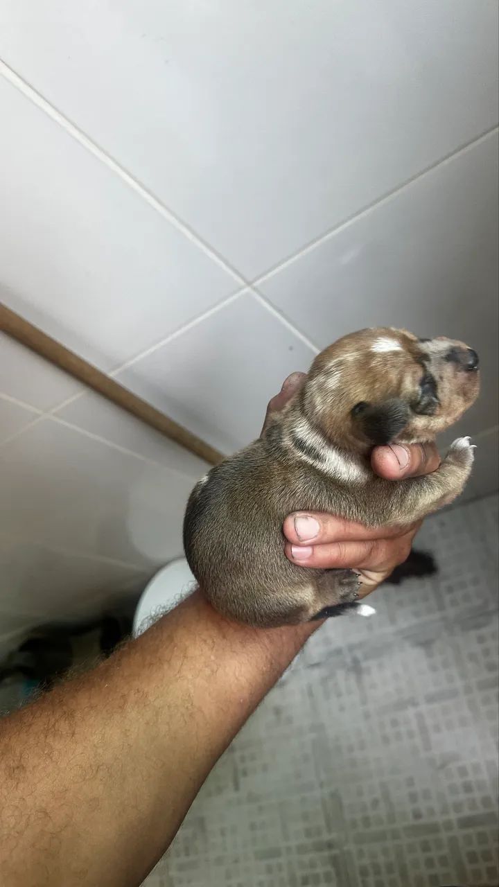 Filhotes de salsicha/Teckel/Basset Dachshund Miniatura/Anão  - Foto 4