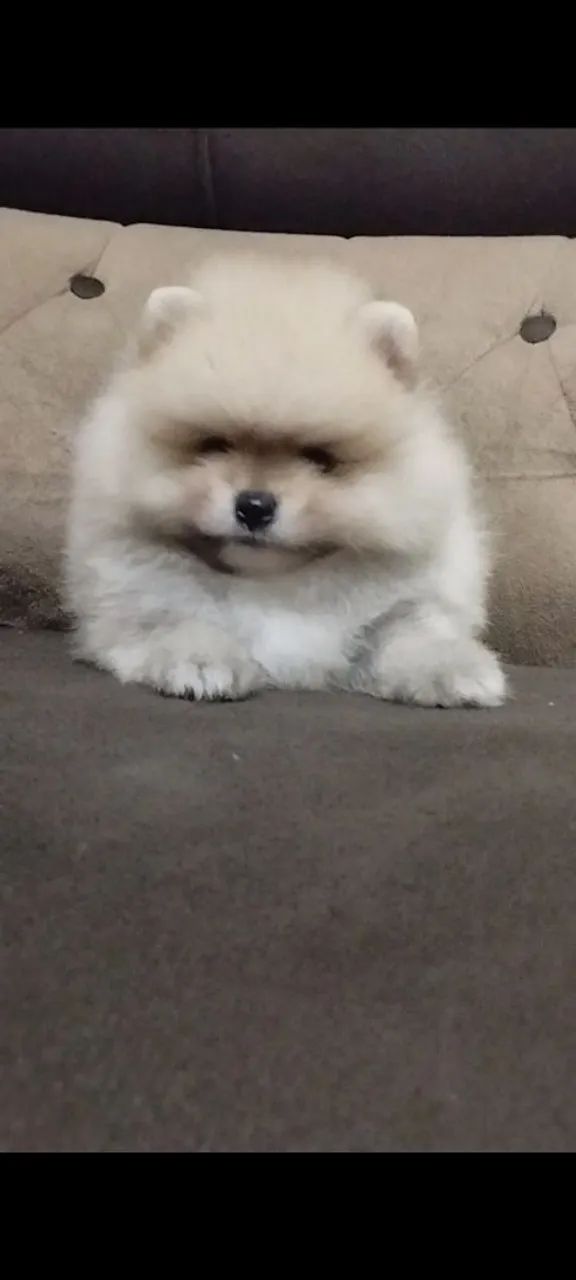 Bebê lindo de spitz - Foto 3