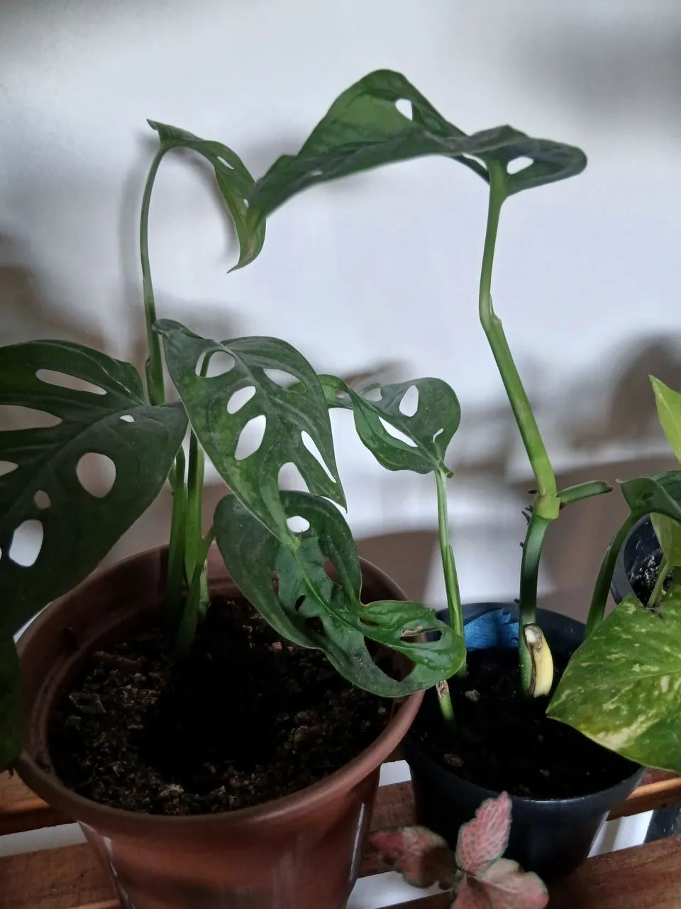 Plantas - Foto 2