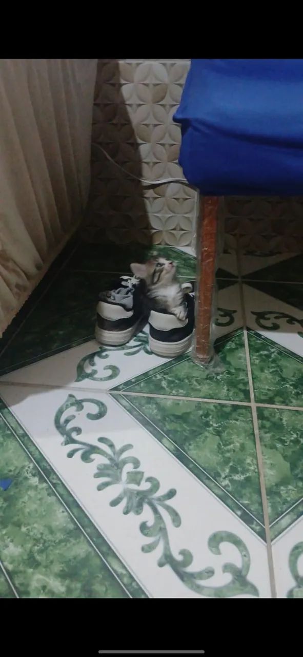 gatinha de 1 mes