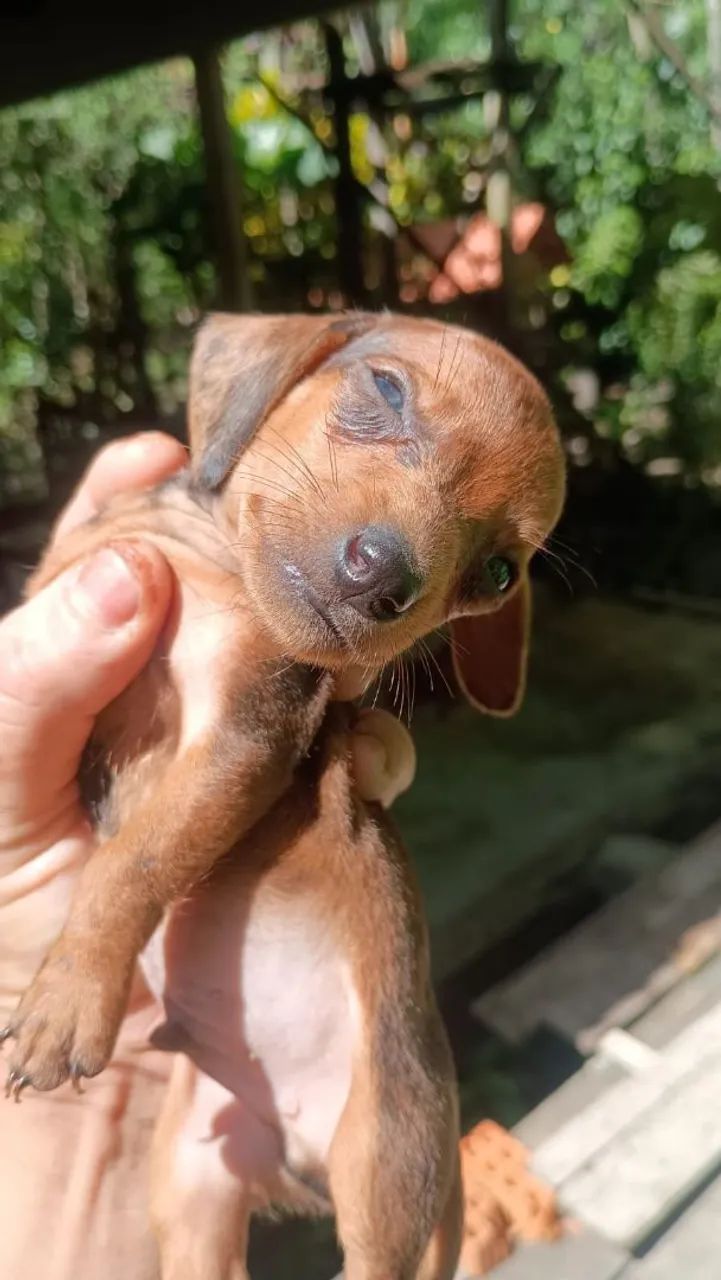 Cachorro Dachshund - Foto 4