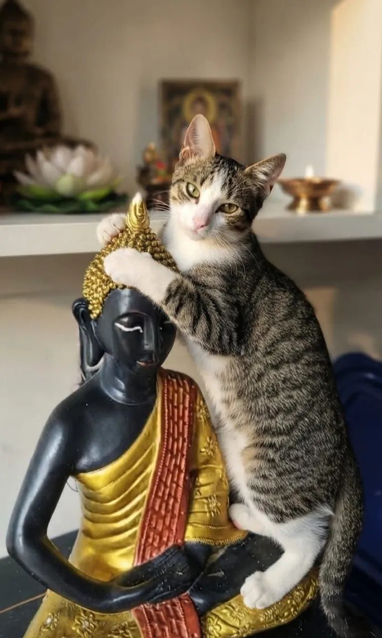 Gato Salim parar adoção 