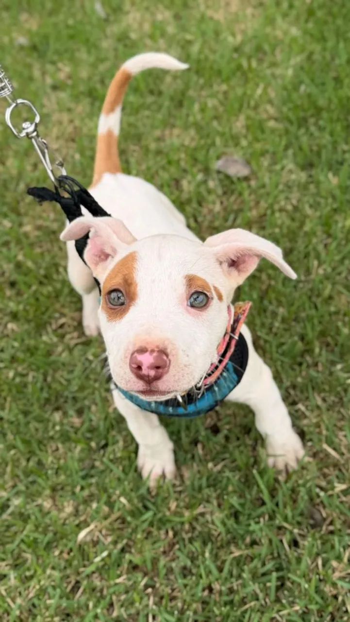 Vende se pitbull 
