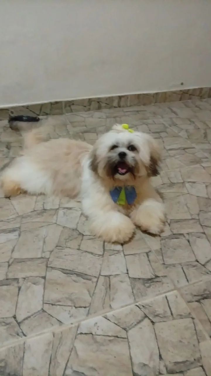 Cachorro shih Tzu - Foto 2