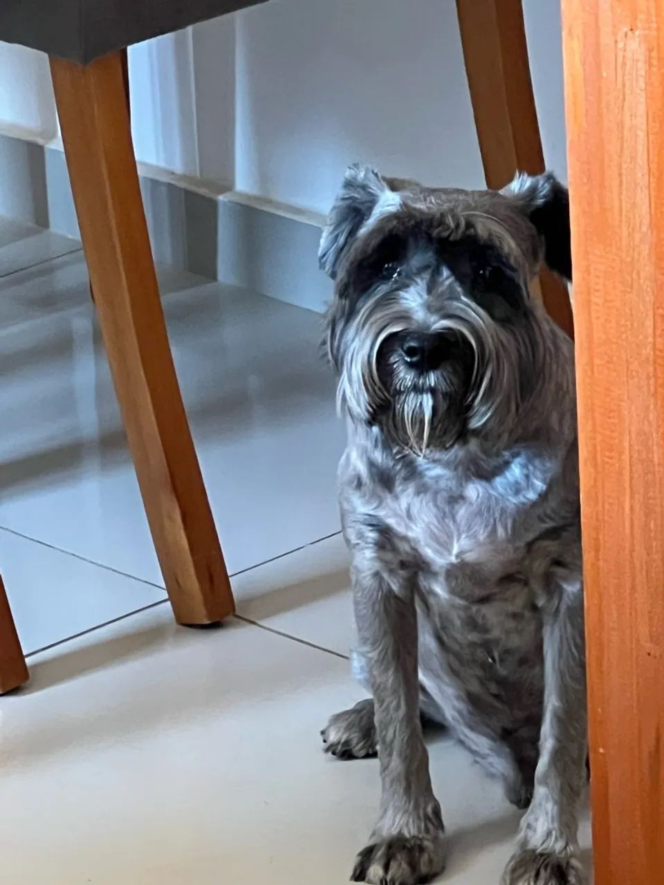 Doa-se Schnauzer - Foto 2