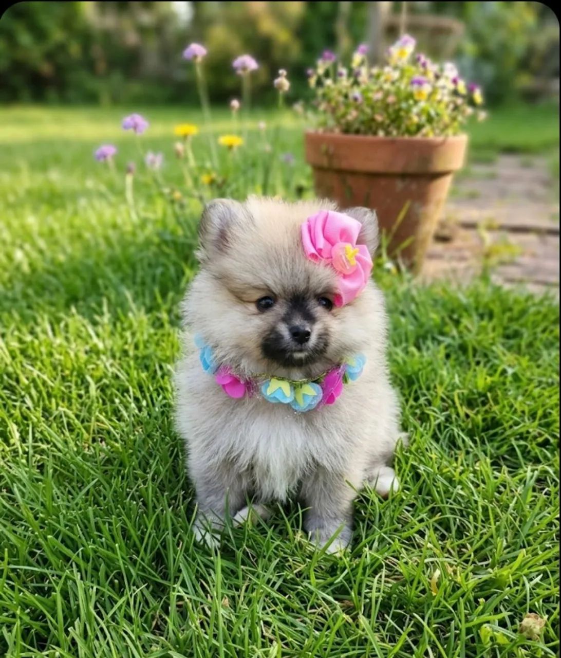 Spitz E shitzu Promoção dia das mães  - Foto 3
